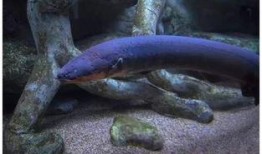 电鳗最新爆料视频,揭秘神秘事件内幕