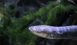 电鳗最新爆料视频,揭秘神秘事件内幕