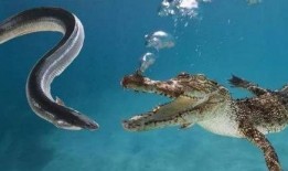 电鳗最新爆料视频,揭秘神秘事件内幕